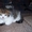симпатичные шотландские котята - Изображение #5, Объявление #636014