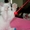 невские маскарадные котята редкого окраса - Изображение #5, Объявление #386144