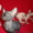 Самые красивые котята канадского сфинкса - Изображение #4, Объявление #768105