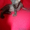 Самые красивые котята канадского сфинкса - Изображение #1, Объявление #768105