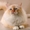 невские маскарадные котята редкого окраса - Изображение #8, Объявление #386144