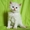 невские маскарадные котята редкого окраса - Изображение #9, Объявление #386144