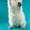 невские маскарадные котята от титулованных производителей  - Изображение #7, Объявление #51820