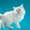 невские маскарадные котята от титулованных производителей  - Изображение #9, Объявление #51820