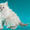 невские маскарадные котята от титулованных производителей  - Изображение #10, Объявление #51820