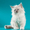 невские маскарадные котята от титулованных производителей  - Изображение #8, Объявление #51820