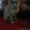 отдам в добрые руки котят сибирской породы - Изображение #2, Объявление #956784
