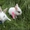 Свадебные кролики - сюрприз молодоженам - Изображение #2, Объявление #1328963