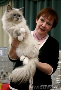 вязка с невским маскарадным котом-чемпион - Изображение #1, Объявление #52729