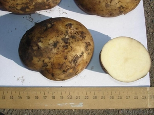 Картофель из Кемерово - Изображение #1, Объявление #82741