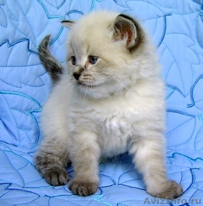 Куплю Невского маскарадного или сиамского маскародного котенка в Кемерово - Изображение #1, Объявление #138385