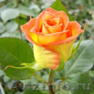розы в ассортименте - Изображение #2, Объявление #205286
