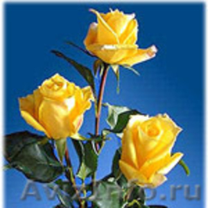 розы в ассортименте - Изображение #3, Объявление #205286