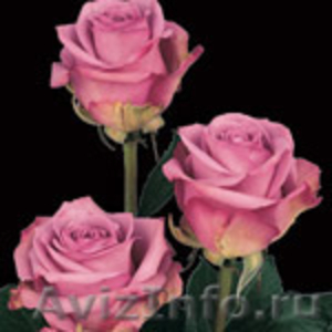 розы в ассортименте - Изображение #5, Объявление #205286