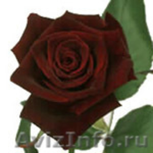 розы в ассортименте - Изображение #4, Объявление #205286
