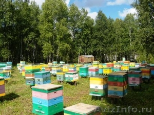Продам пчелопакеты и новые улья - Изображение #1, Объявление #202489