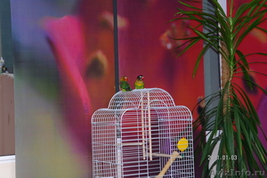 Продам пару попугаев-неразлучников - Изображение #1, Объявление #228785