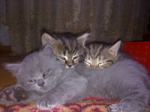 котята британские короткошерстные продам - Изображение #2, Объявление #317219