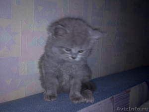 котята британские короткошерстные продам - Изображение #3, Объявление #317219