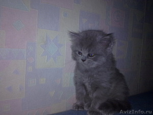 котята британские короткошерстные продам - Изображение #4, Объявление #317219