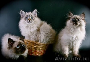 продам,сибирские котята - Изображение #1, Объявление #365766