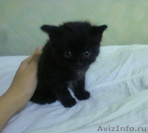 Отдам черного котенка в хорошие руки - Изображение #1, Объявление #368141