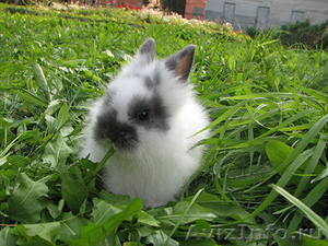 Продаются карликовые кролики - Изображение #1, Объявление #377689