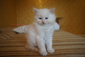 Котята Невской Маскарадной - Изображение #4, Объявление #381855