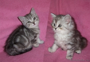Британские котята (2 кошечки) - Изображение #1, Объявление #384069