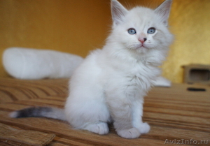 Котята Невской Маскарадной - Изображение #5, Объявление #381855