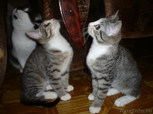 Котята девочки-блезняшки ищут своих хозяев! - Изображение #3, Объявление #378277