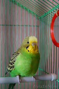 Попугай волнистый зеленый - Изображение #1, Объявление #397111