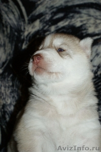 Продаются щенки Сибирский Хаски - Изображение #2, Объявление #441523