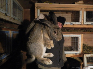Продам кроликов породы Фландер - Изображение #2, Объявление #454173