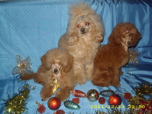Новогодний подарок-щенок той-пуделя - Изображение #4, Объявление #470875