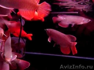 Идеальный аквариум Золотые красный arowana на продажу - Изображение #1, Объявление #495042