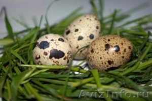 яйца перепелинные - Изображение #1, Объявление #412698