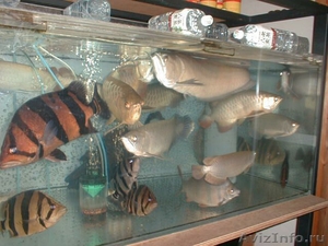  Идеальный аквариум Золотые красный arowana на продажу - Изображение #2, Объявление #495042