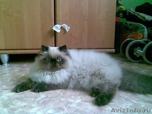 Первый помет гималайских котят в Кемерово - Изображение #6, Объявление #537660