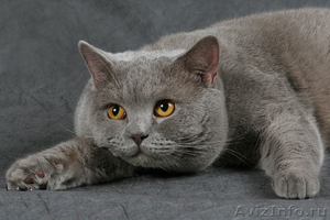 британский кот голубого окраса.т. 89516100604 - Изображение #1, Объявление #520652