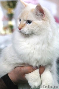 невские маскарадные котята редкого окраса - Изображение #3, Объявление #386144