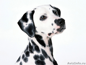 Куплю щенка далматина - Изображение #1, Объявление #547181