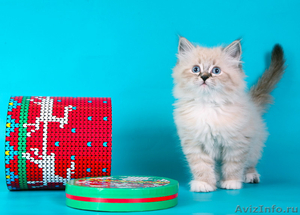 невские маскарадные котята от титулованных производителей  - Изображение #5, Объявление #51820