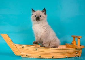 невские маскарадные котята от титулованных производителей  - Изображение #6, Объявление #51820
