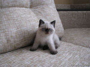Первый помет гималайских котят в Кемерово - Изображение #2, Объявление #537660