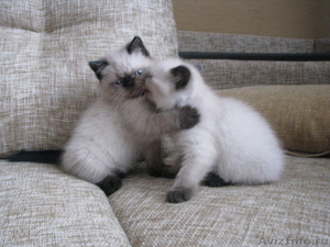 Первый помет гималайских котят в Кемерово - Изображение #4, Объявление #537660