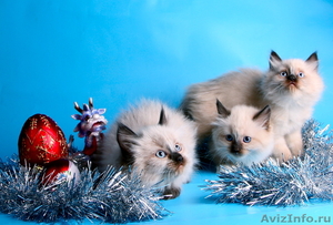 невские маскарадные котята от титулованных производителей  - Изображение #2, Объявление #51820