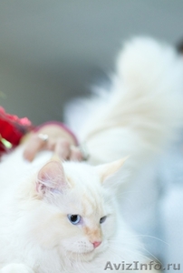 невские маскарадные котята редкого окраса - Изображение #4, Объявление #386144