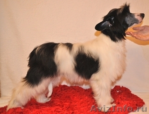 Продам щенка китайской хохлатой собаки - Изображение #3, Объявление #534766