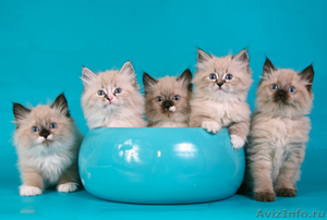 невские маскарадные котята от титулованных производителей  - Изображение #4, Объявление #51820